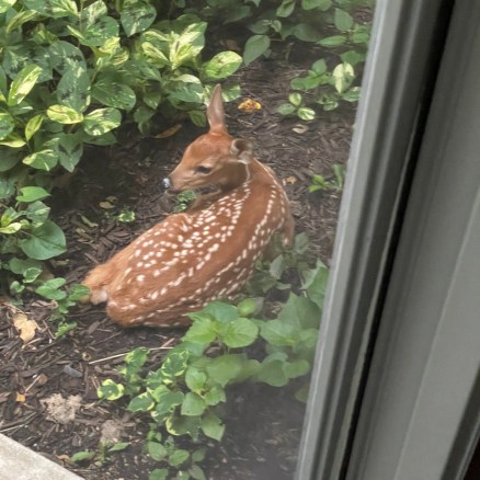 …Friday, 6/23, nestled between foundation plantings and sunroom